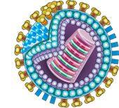 Štruktúra vírusu H5N1